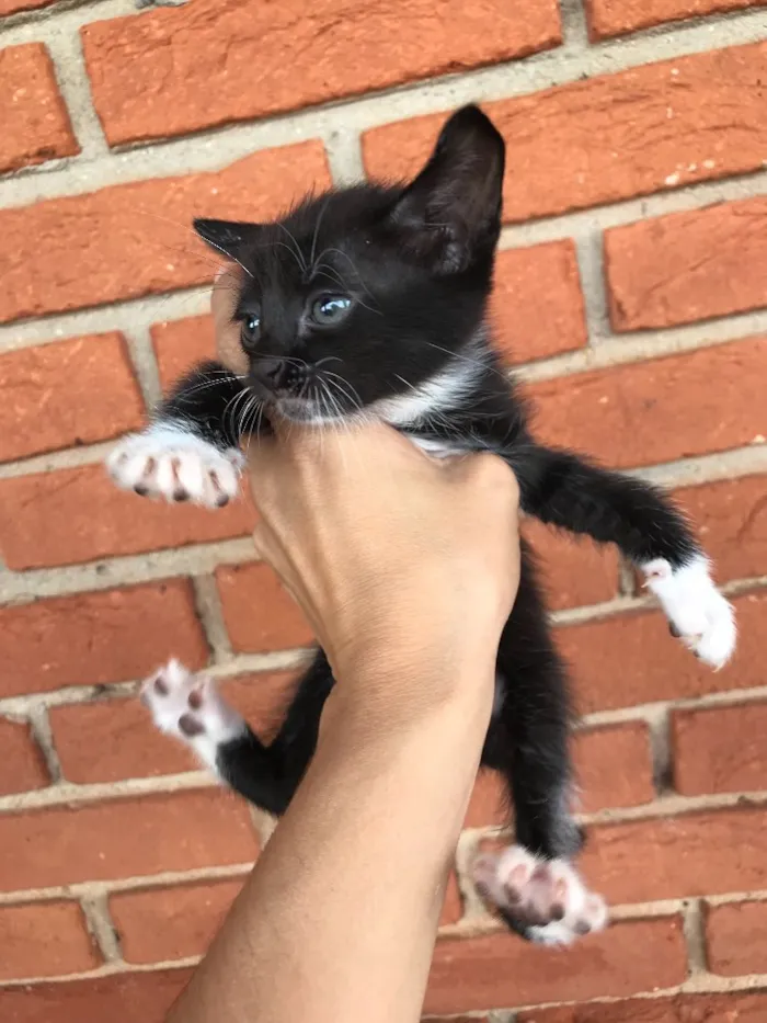 Gato ra a  idade 2 a 6 meses nome SEM NOME