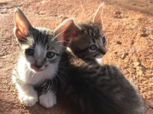 Gato raça  idade 2 a 6 meses nome SEM NOME