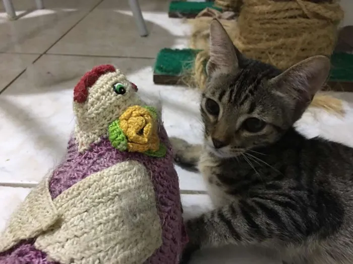 Gato ra a SRD idade 2 a 6 meses nome Tandera
