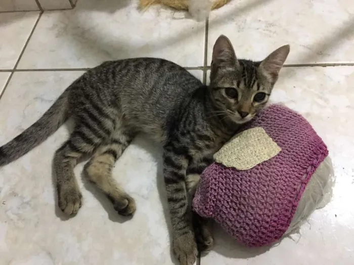 Gato ra a SRD idade 2 a 6 meses nome Tandera