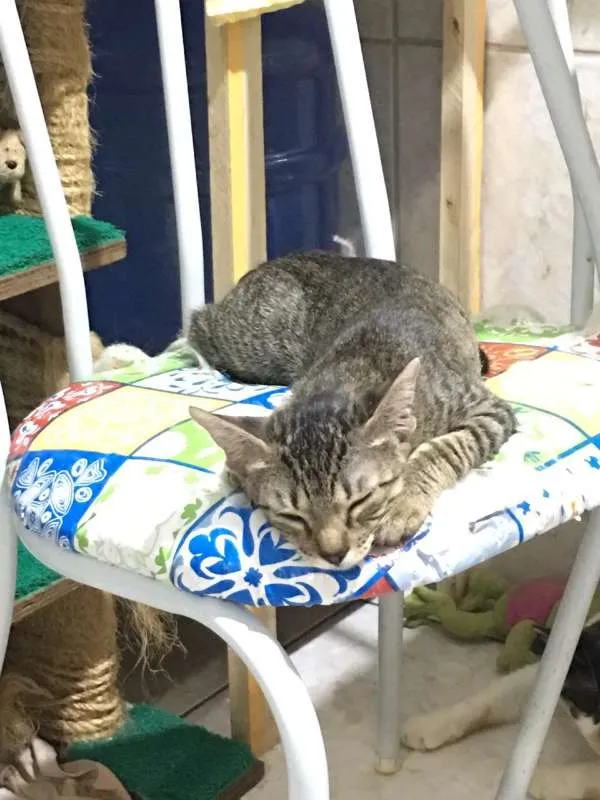 Gato ra a SRD idade 2 a 6 meses nome Tandera
