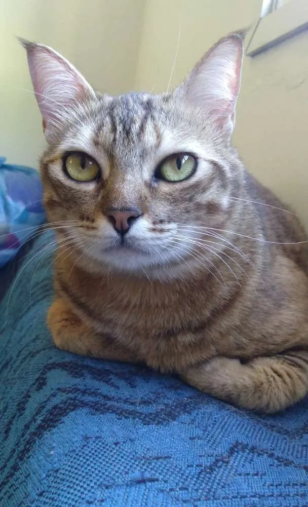 Gato ra a Vira lata idade 2 anos nome Salete