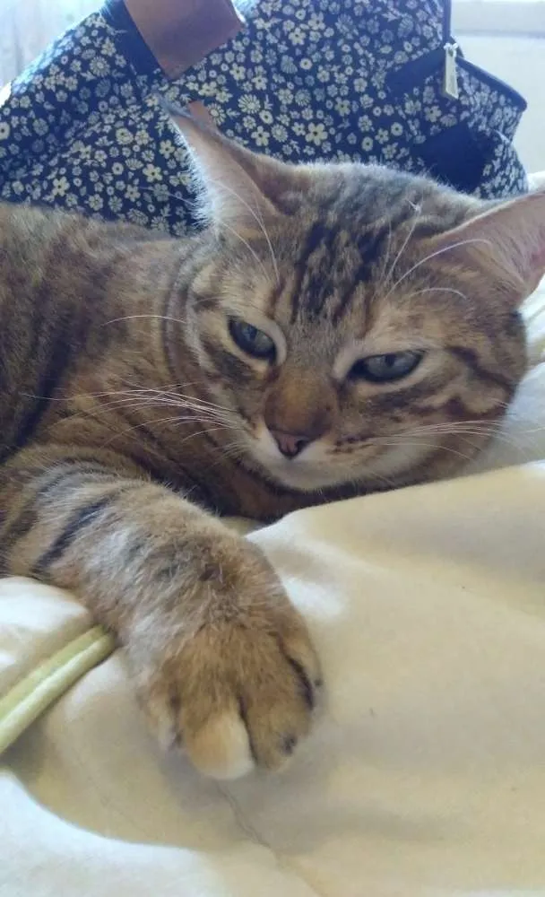 Gato ra a Vira lata idade 2 anos nome Salete