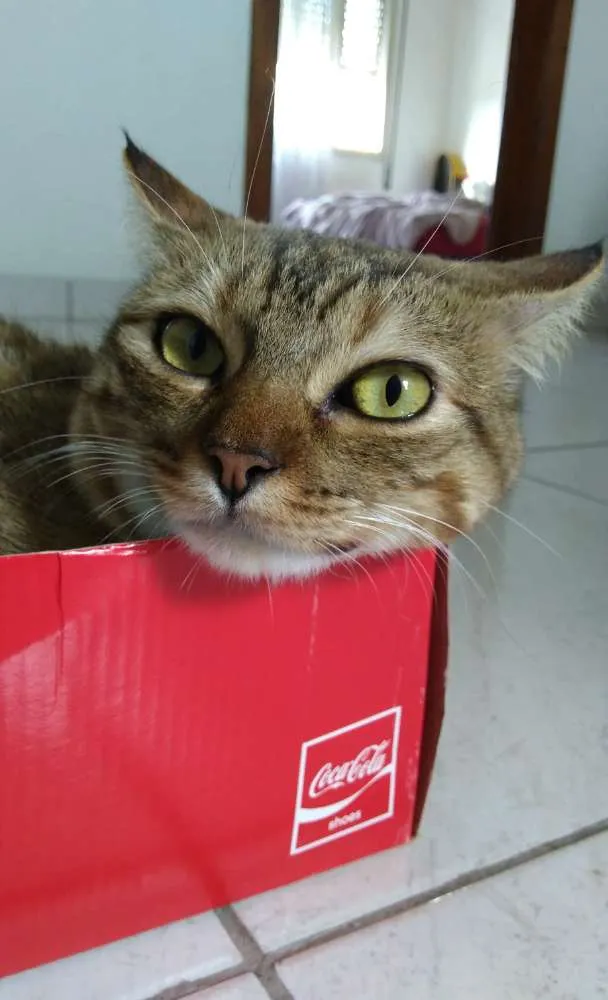 Gato ra a Vira lata idade 2 anos nome Salete