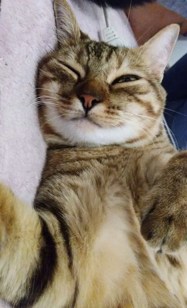 Gato ra a Vira lata idade 2 anos nome Salete