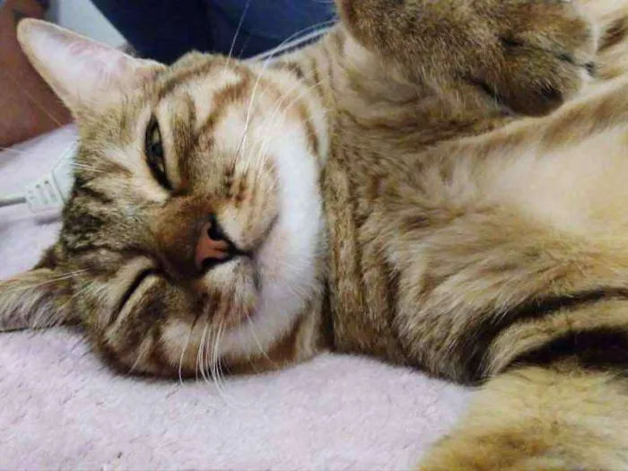 Gato ra a Vira lata idade 2 anos nome Salete