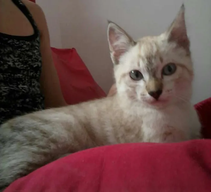 Gato ra a Indefinida idade 2 a 6 meses nome Sem nome 