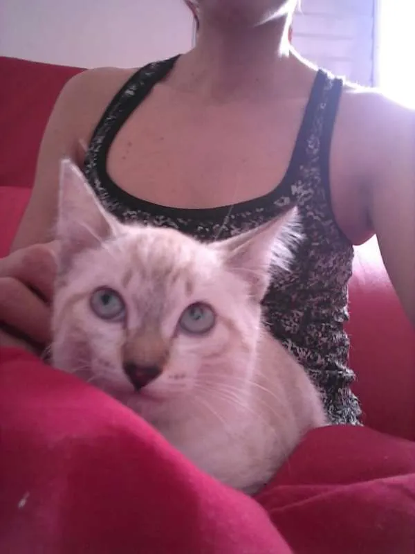Gato ra a Indefinida idade 2 a 6 meses nome Sem nome 
