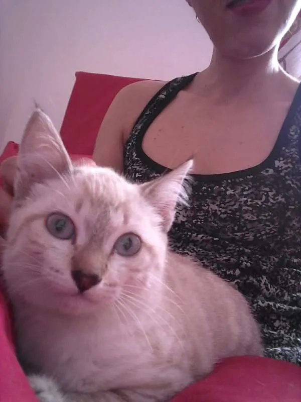 Gato ra a Indefinida idade 2 a 6 meses nome Sem nome 
