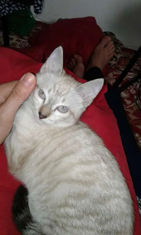 Gato ra a Indefinida idade 2 a 6 meses nome Sem nome 