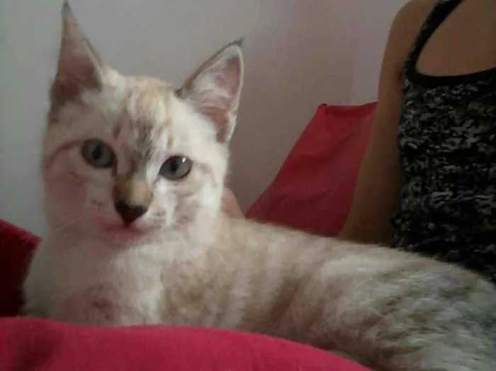 Gato ra a Indefinida idade 2 a 6 meses nome Sem nome 