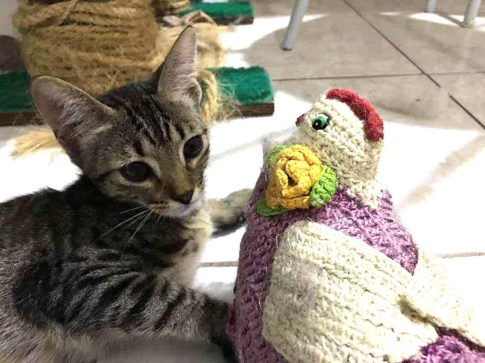 Gato ra a SRD idade 2 a 6 meses nome Tandera