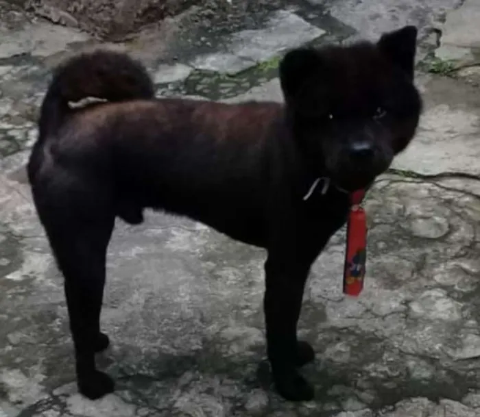 Cachorro ra a Chow Chow idade 1 ano nome Chow