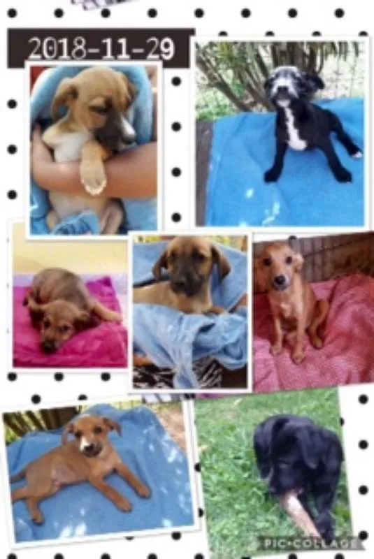 Cachorro ra a SRD idade  nome FILHOTES