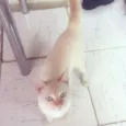Boris