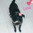 Lina