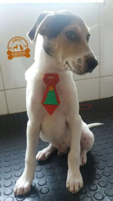 Cachorro ra a Pinscher idade 2 a 6 meses nome STARK