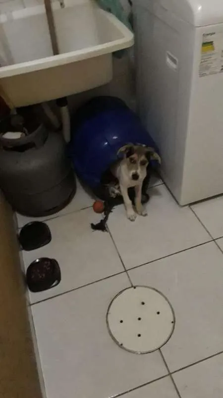 Cachorro ra a Pinscher idade 2 a 6 meses nome STARK