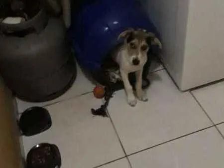 Cachorro ra a Pinscher idade 2 a 6 meses nome STARK