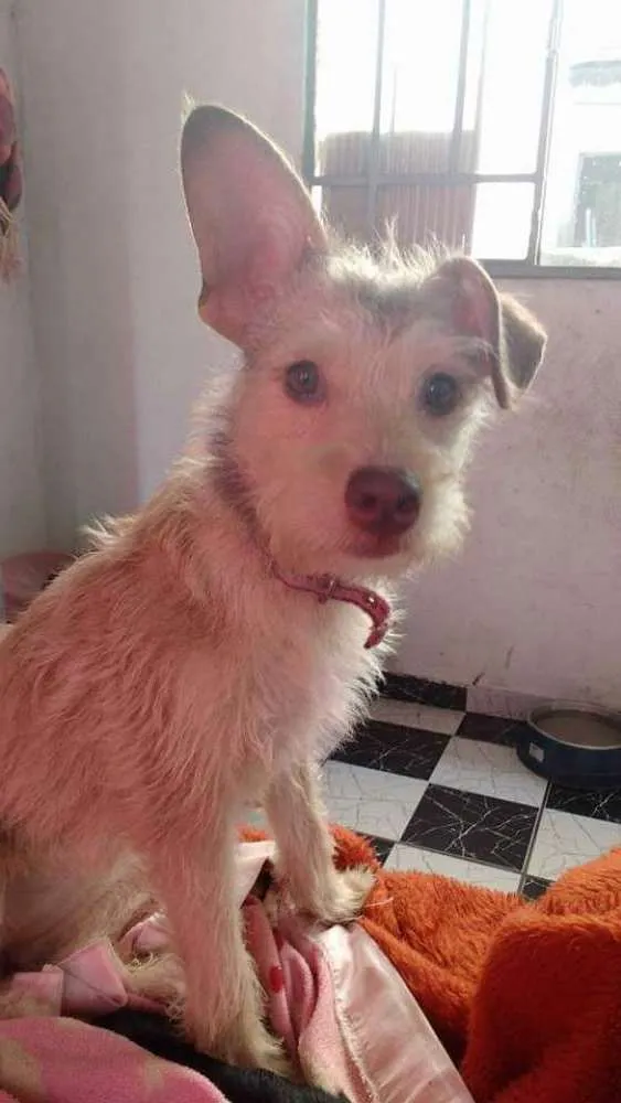 Cachorro ra a Srd idade 1 ano nome Pipoca