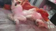 Pipoca