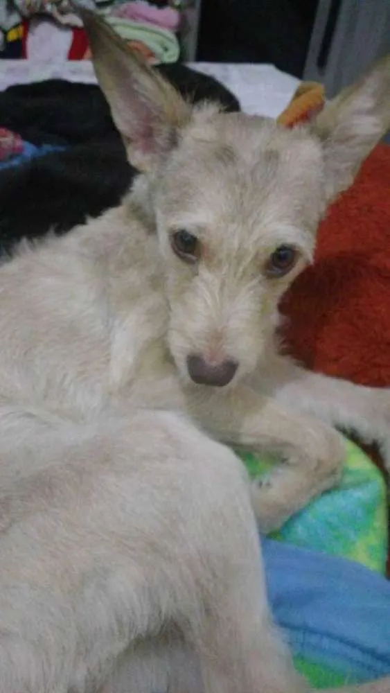 Cachorro ra a Srd idade 1 ano nome Pipoca