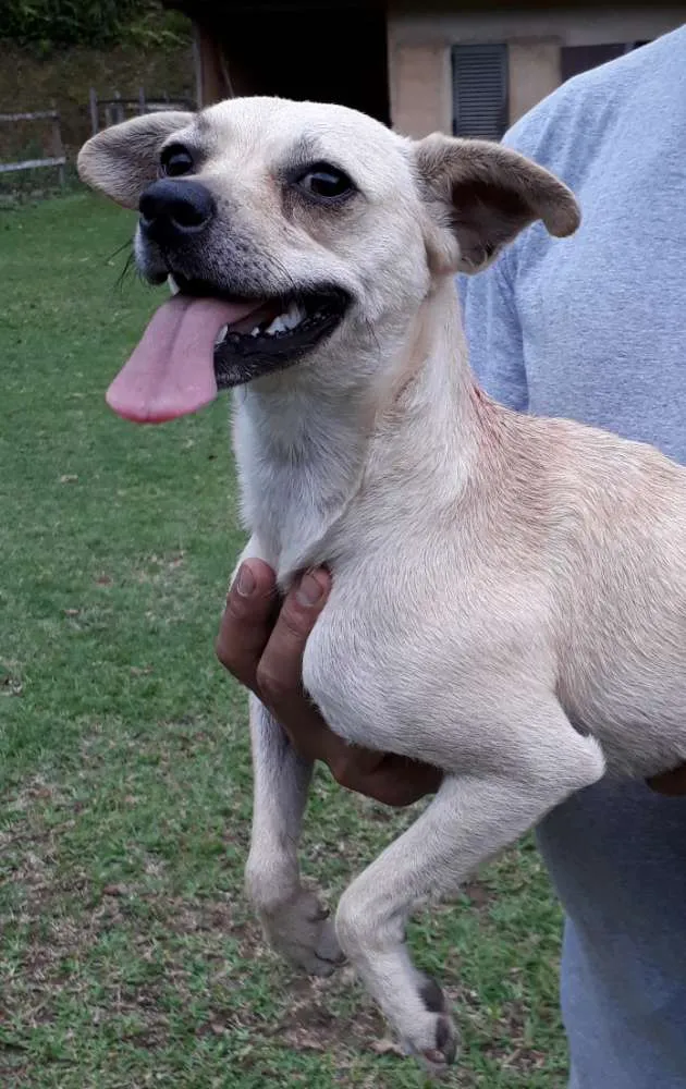 Cachorro ra a SRD idade 7 a 11 meses nome Milena