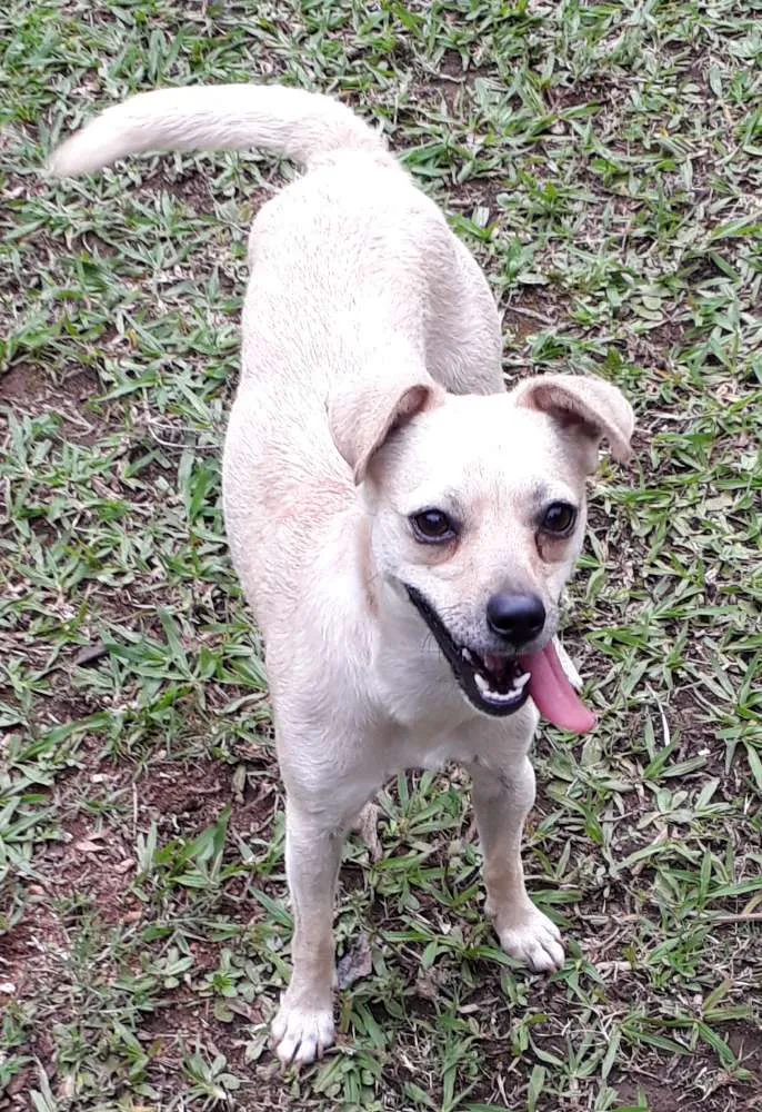 Cachorro ra a SRD idade 7 a 11 meses nome Milena