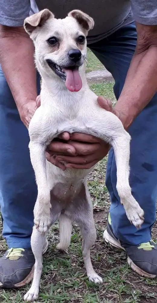 Cachorro ra a SRD idade 7 a 11 meses nome Milena