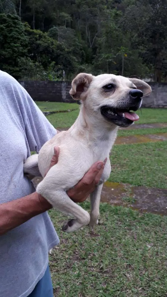 Cachorro ra a SRD idade 7 a 11 meses nome Milena