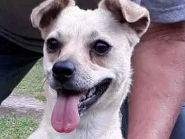 Cachorro ra a SRD idade 7 a 11 meses nome Milena