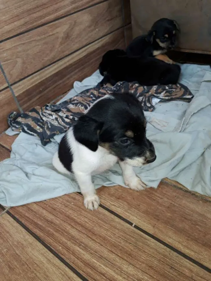 Cachorro ra a Viralata idade Abaixo de 2 meses nome Lara