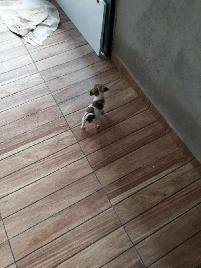 Cachorro ra a Viralata idade Abaixo de 2 meses nome Lara