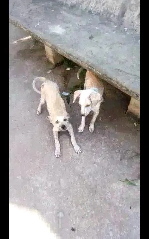 Cachorro ra a Vira Lata idade 2 a 6 meses nome não sei