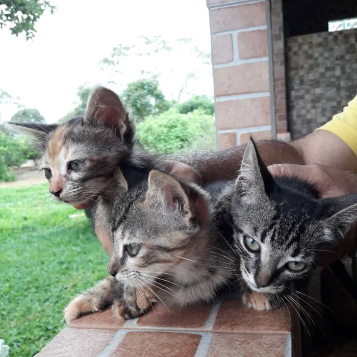 Gato ra a  idade 2 a 6 meses nome não foram nomeados