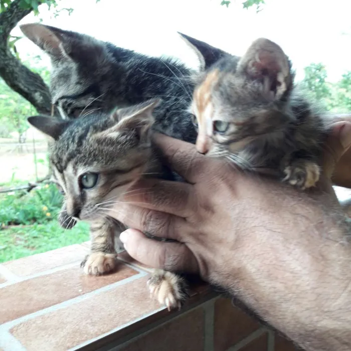 Gato ra a  idade 2 a 6 meses nome não foram nomeados