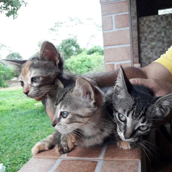 Gato ra a  idade 2 a 6 meses nome não foram nomeados
