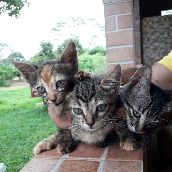 Gato ra a  idade 2 a 6 meses nome não foram nomeados