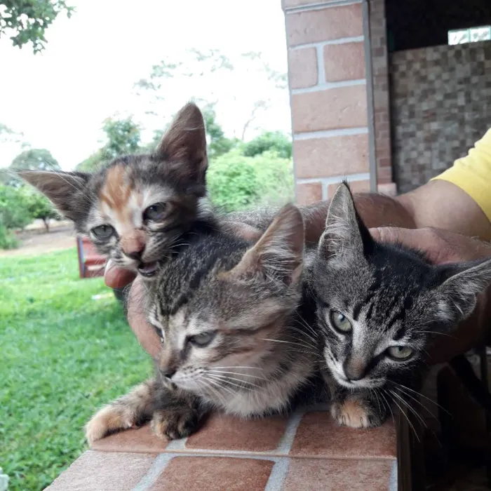 Gato ra a  idade 2 a 6 meses nome não foram nomeados