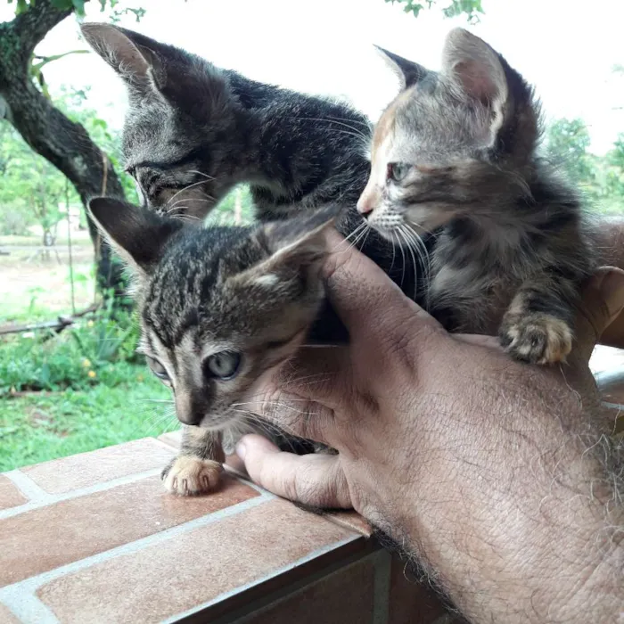Gato ra a  idade 2 a 6 meses nome não foram nomeados