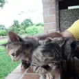não foram nomeados