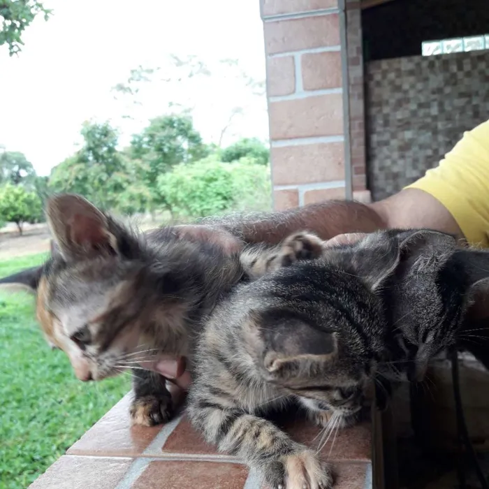 Gato ra a  idade 2 a 6 meses nome não foram nomeados