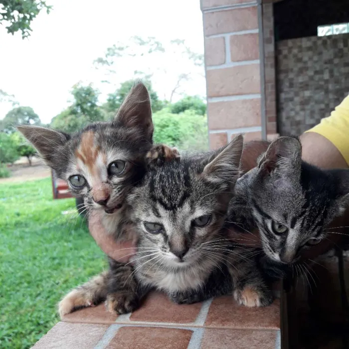 Gato ra a  idade 2 a 6 meses nome não foram nomeados