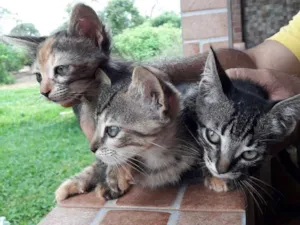 Gato raça  idade 2 a 6 meses nome não foram nomeados