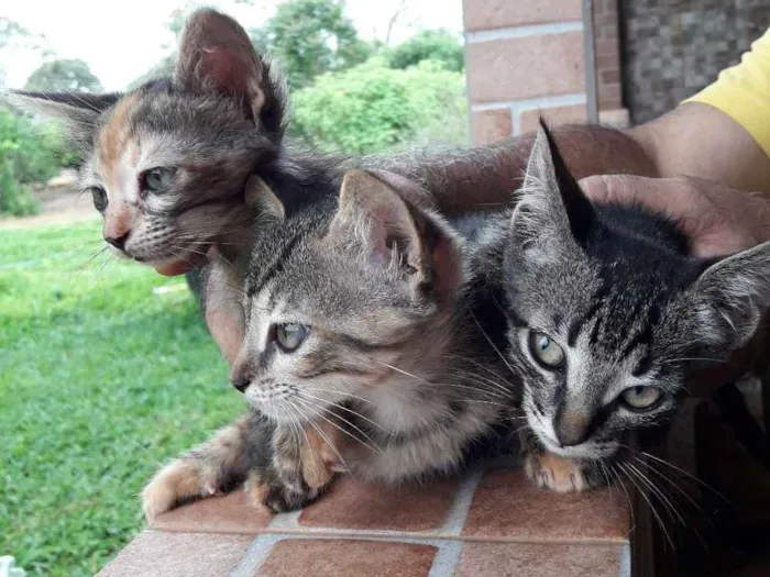 Gato ra a  idade 2 a 6 meses nome não foram nomeados