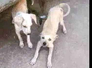 Cachorro ra a Vira Lata idade 2 a 6 meses nome não sei
