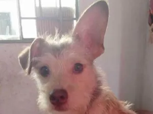Cachorro raça Srd idade 1 ano nome Pipoca