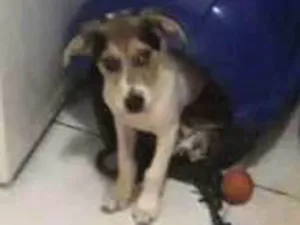 Cachorro raça Pinscher idade 2 a 6 meses nome STARK