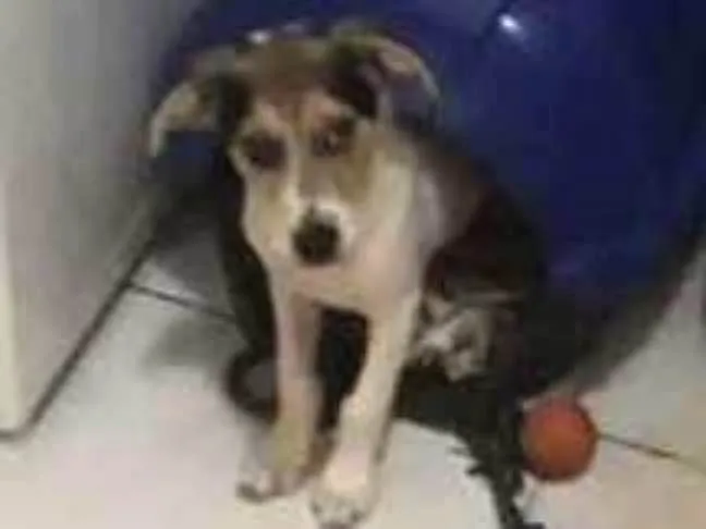 Cachorro ra a Pinscher idade 2 a 6 meses nome STARK