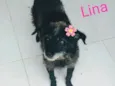 Lina